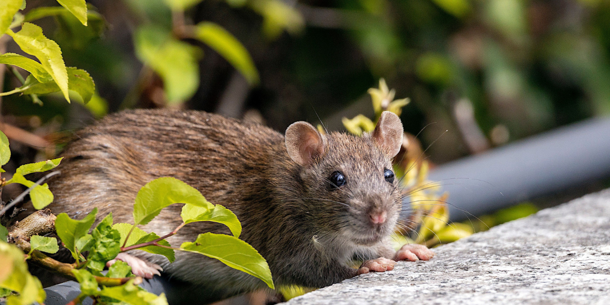 Vermin